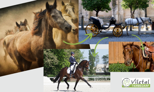 Die faszinierende Geschichte der Pferdezucht: Von Wildpferden zu Rassepferden