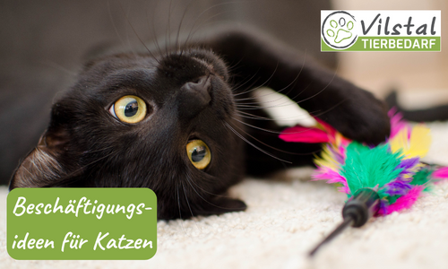 Beschäftigungsideen für Katzen: So hälst Du deinen Stubentiger glücklich und aktiv