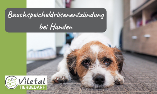Bauchspeicheldrüsenentzündung bei Hunden