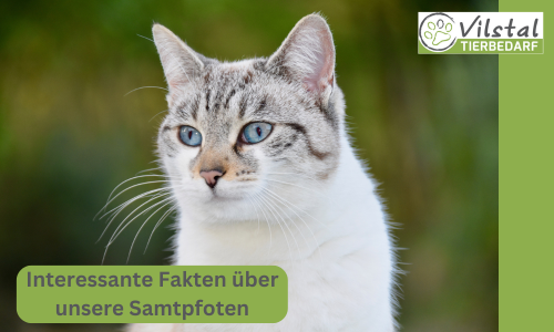 Interessante Fakten über unsere Samtpfoten