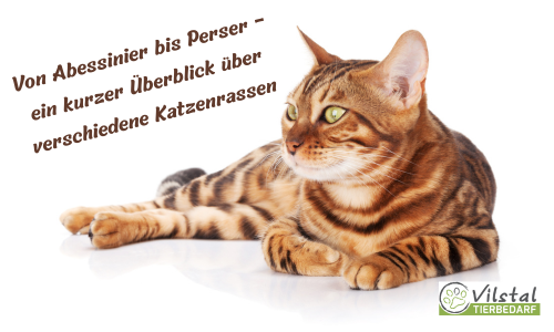 von Abessinier bis Perser - ein kurzer Überblick über verschiedene Katzenrassen Teil 1