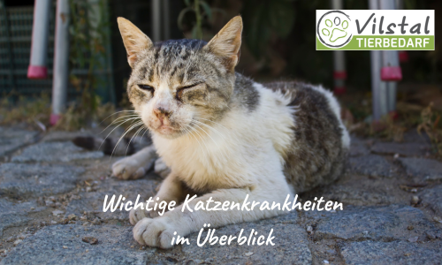 Wichtige Katzenkrankheiten im Überblick - Teil 1