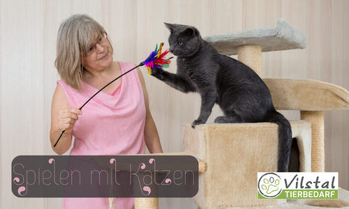 Spielen mit Katzen