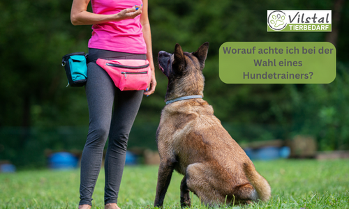 Worauf achte ich bei der Wahl eines Hundetrainers?