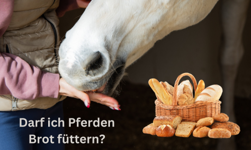 Darf ich Pferden Brot füttern?