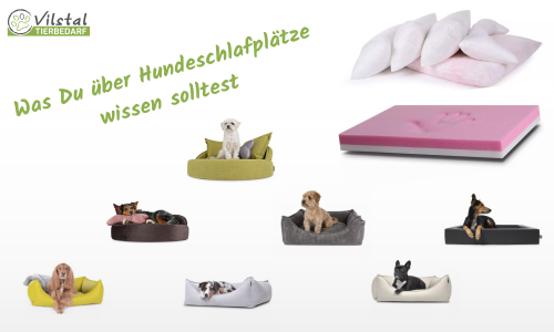 Was Du über Hundebetten wissen solltest