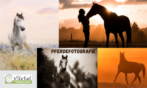Der Weg zum perfekten Pferdefoto: Fotografie-Tipps für Pferdeliebhaber