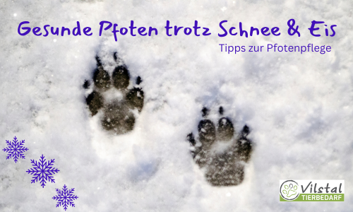 Gesunde Pfoten trotz Schnee und Eis: Tipps zur Pfotenpflege deines Hundes im Winter