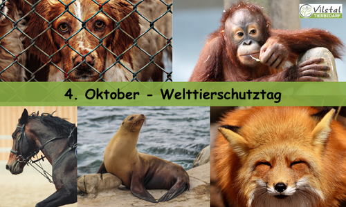 4. Oktober Welttierschutztag, Tierschutz, Affe, Fuchs, Seehund, Pferd, Hund, Massentierhaltung 