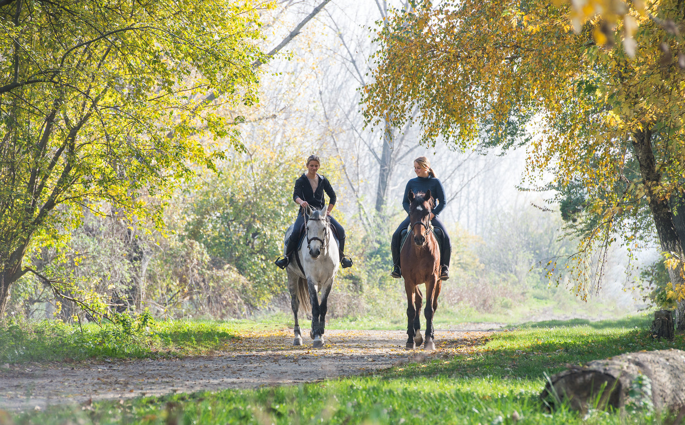 Reitsportartikel für das Pferd